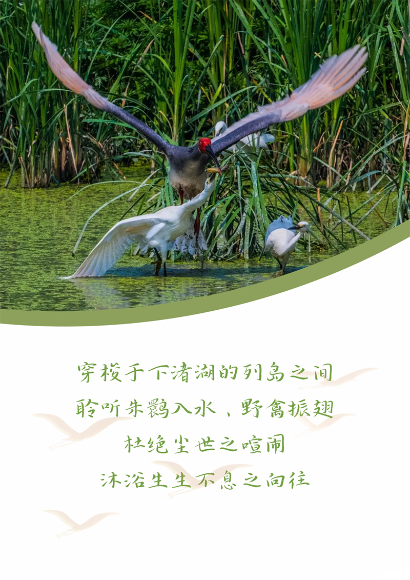 心心念廿 相伴冰球突破豪华版下载app | 与德清相约 贺廿载诞辰